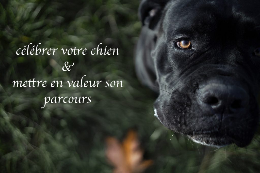 célébrer votre chien et mettre en valeur son parcours